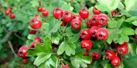 Ukrasno drveće i grmlje: arnoldov glog